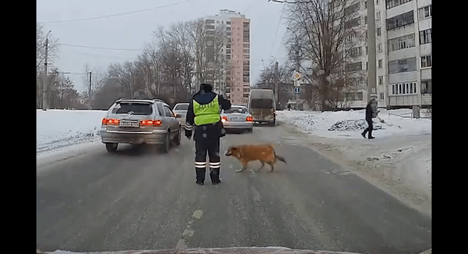 Videó: sánta kutyát jobb, ha a rendőr kíséri át az úttesten