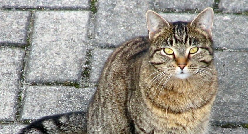A vikingek is jól tartották a macskáikat, de nem azért, amire gondol