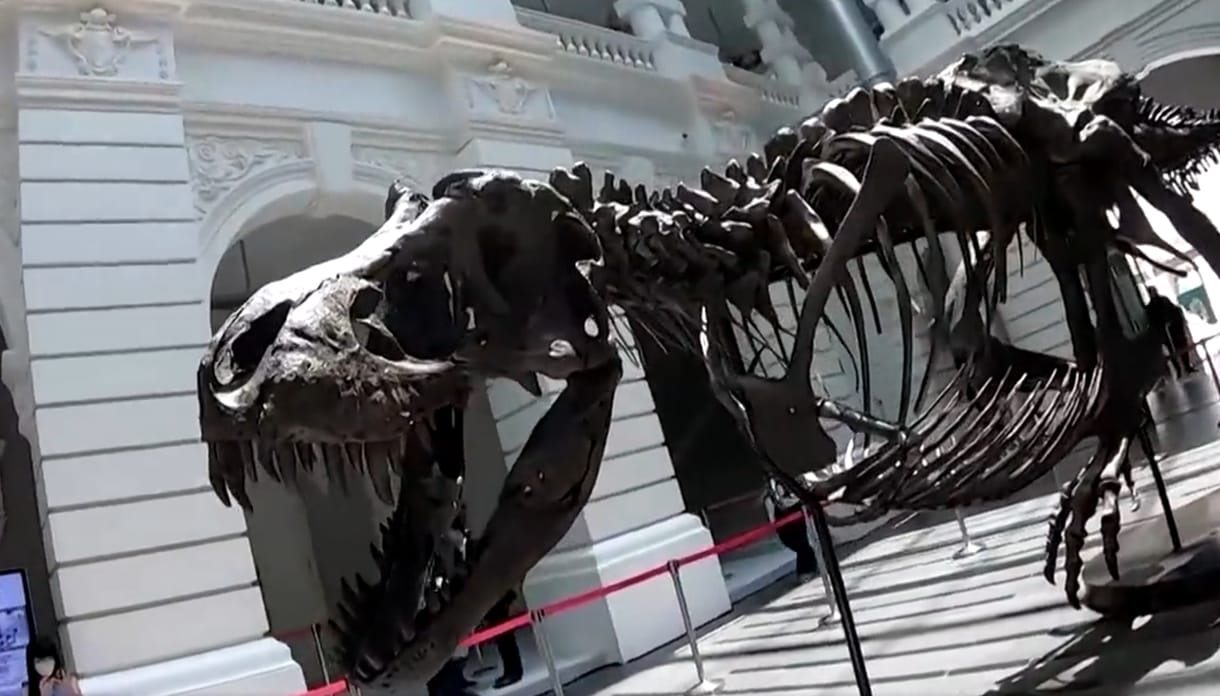 Nem tudnak elárverezni egy T. rex-csontvázat, mert több darabja is öntvény lehet