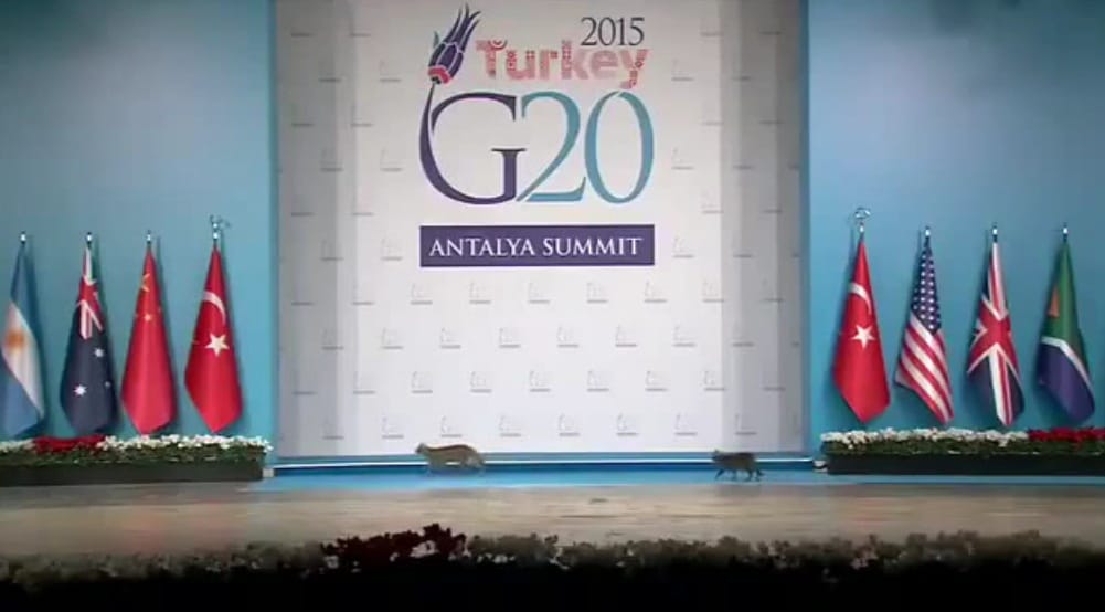 Kijátszotta néhány macska a G20 biztonsági rendszerét – videó