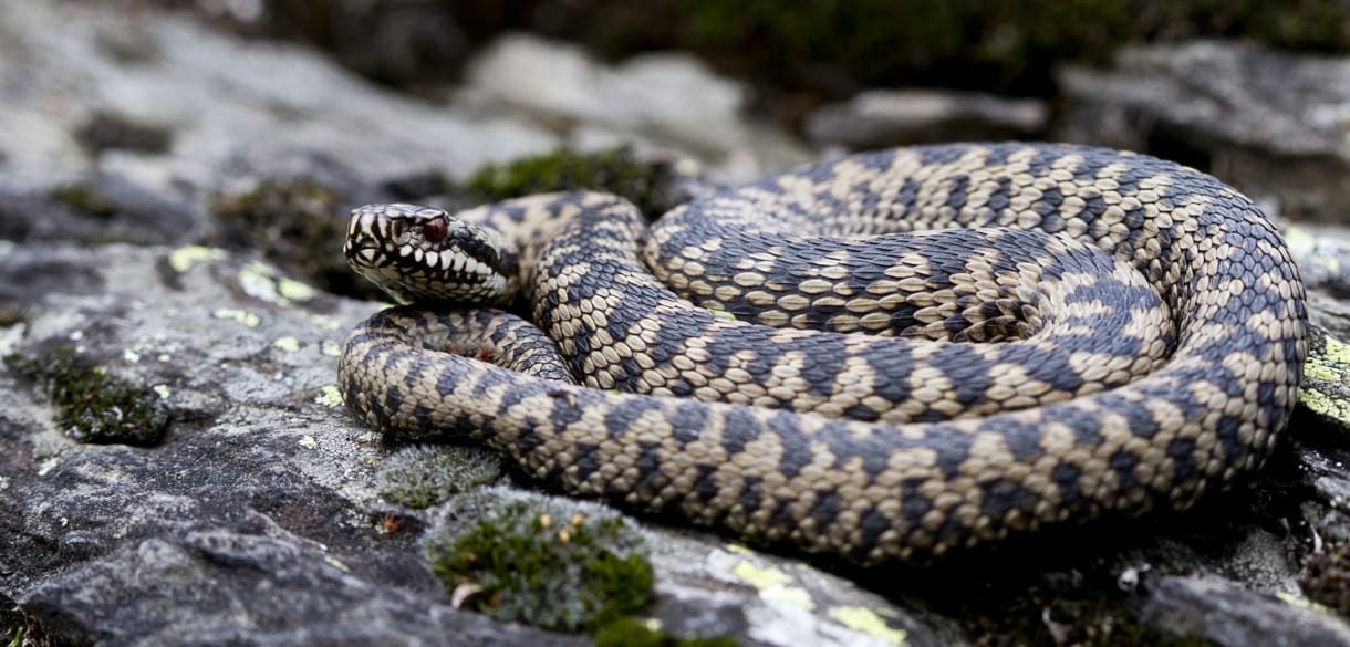 Keresztes vipera mart meg egy férfit a Zemplénben, hetekig tartó szenvedést okozva