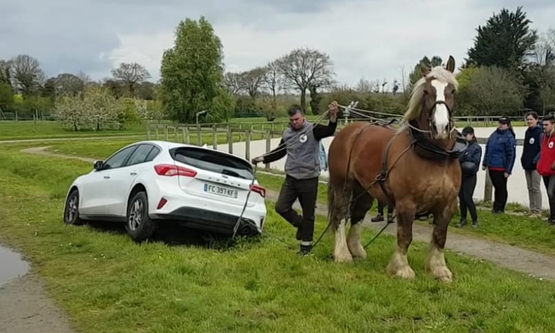 Egy ló húzta ki a bajból az elakadt új Ford Focust – videó