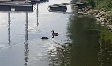 Nem csak nálunk okoznak közlekedési dugót cuki kiskacsák