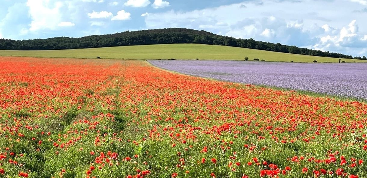 Adatalapú agrárium – a hálózatba kapcsolt gazdaságoké a jövő