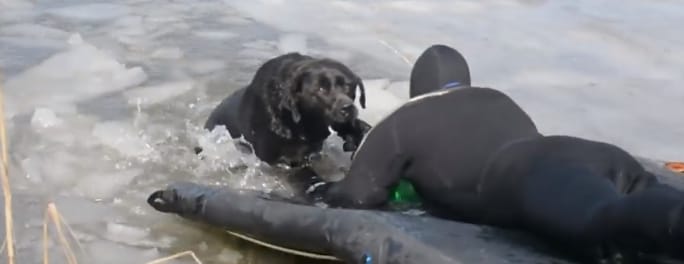Tűzoltók mentették ki a fagyos vízbe esett kutyát – videó
