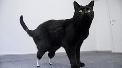 Bionikus műlábakat kapott egy macska