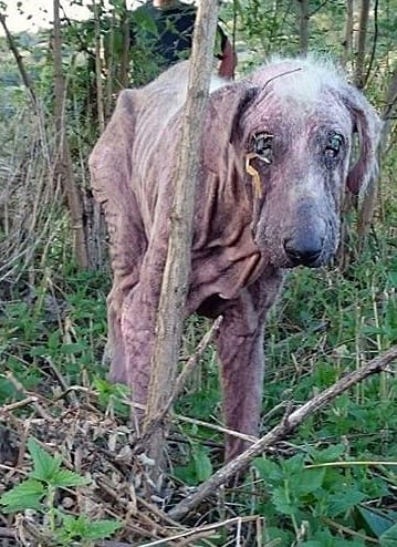 Pucér, megkínzott komondor életéért szorít a net