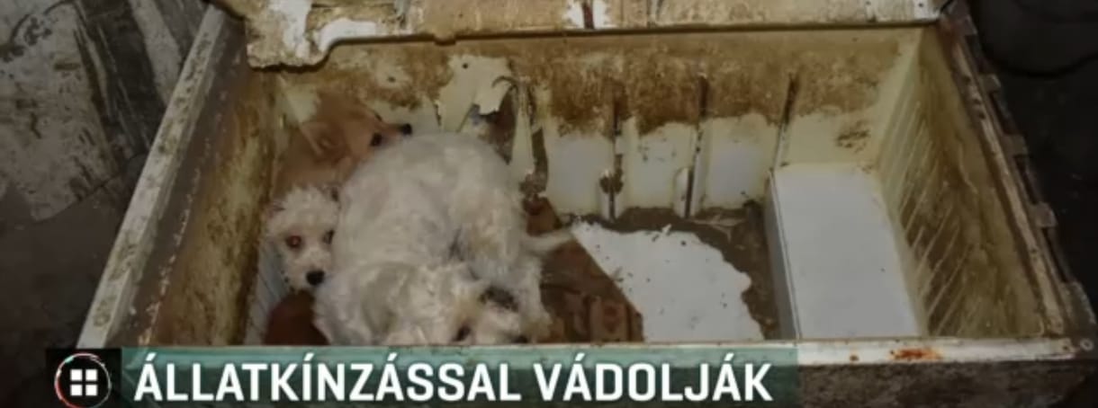 RTL: Hetven kutya hangszálát vágatta ki egy karcagi férfi, hogy ne bukjon le, hány állatot tart