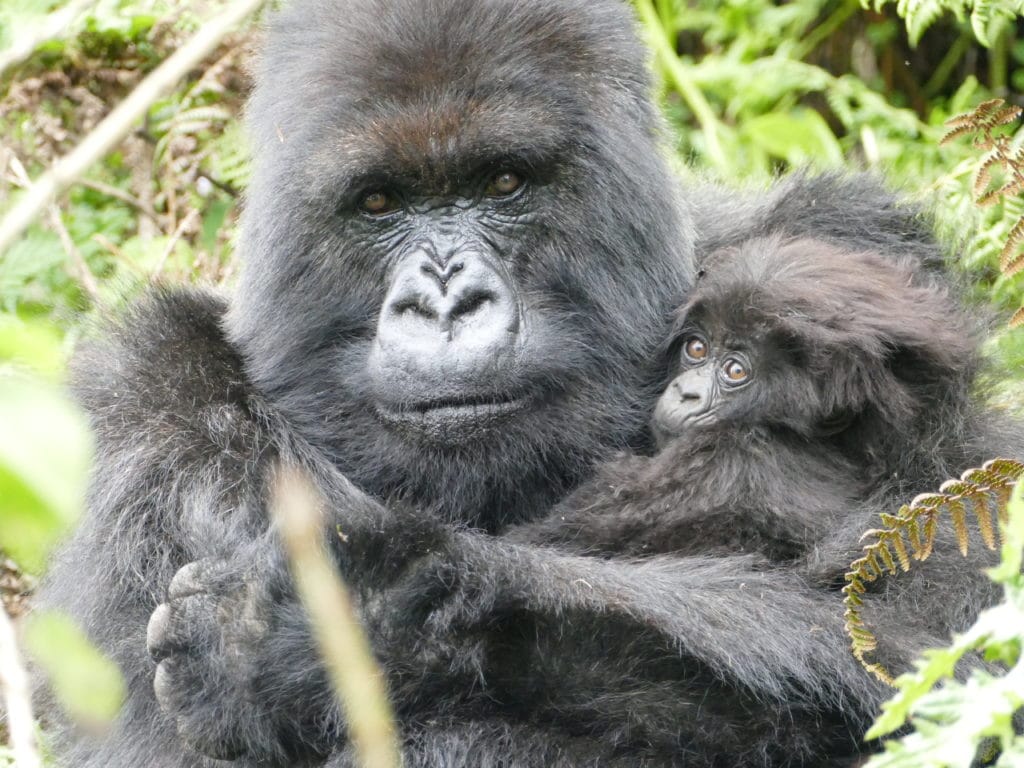 Csempészett gorillákat mentettek meg Zimbabwbéban