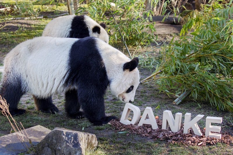 Mennyit fizetne egy képért, amelyet egy panda festett?