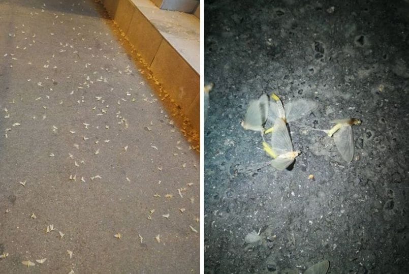 A Corvin-negyednél fotózták le a tiszavirághoz hasonló különleges rovarok rajzását