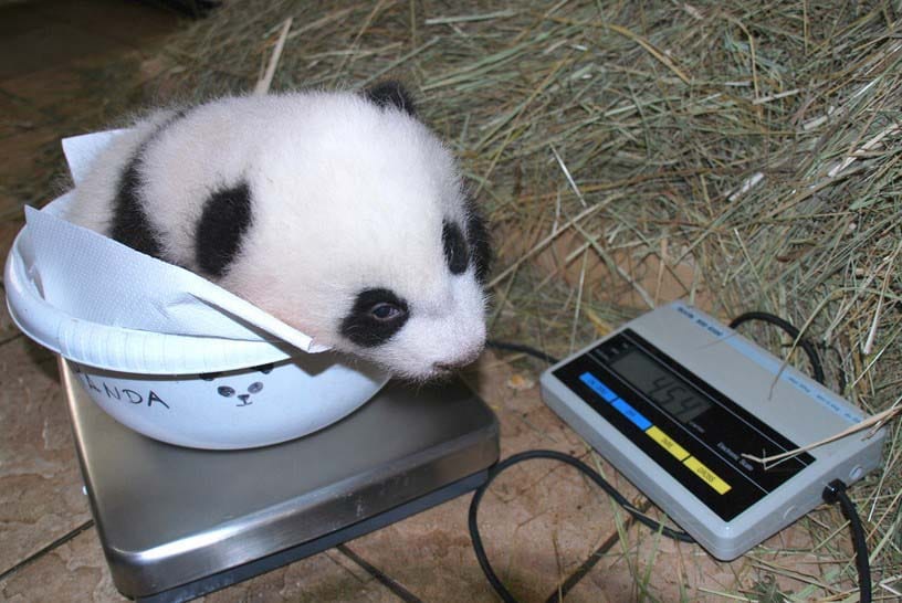Adjon nevet a pandabébinek!