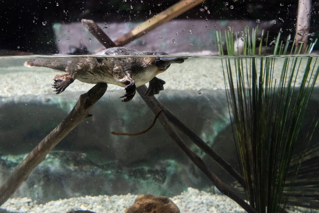 65 férőhelyes menedéket építenek a kacsacsőrű emlősöknek, próbálják megmenteni őket