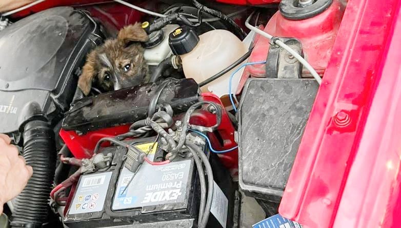 Száz kilométeren át utazott egy kocsi motorterében egy kiskutya
