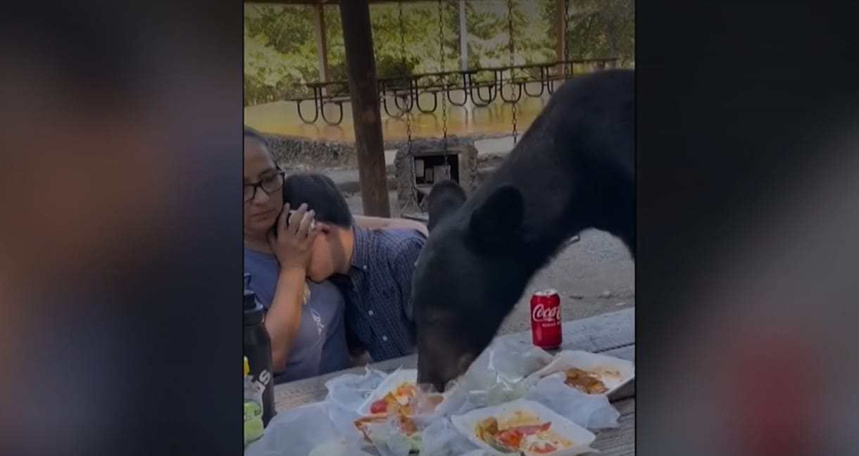 Lefagyva nézték végig, ahogy a medve felmászik az asztalukra, és megeszi az ebédjüket – videó