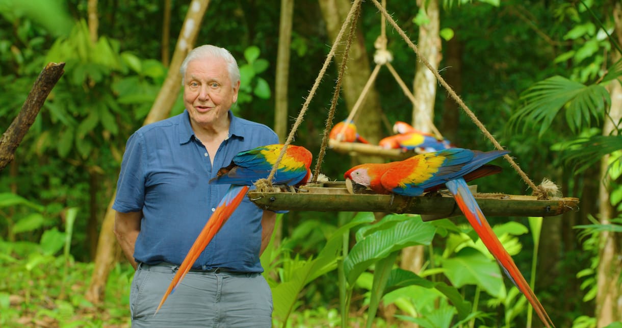 David Attenborough 95 éves korára színesebbnek látja a világot, mint bárki más