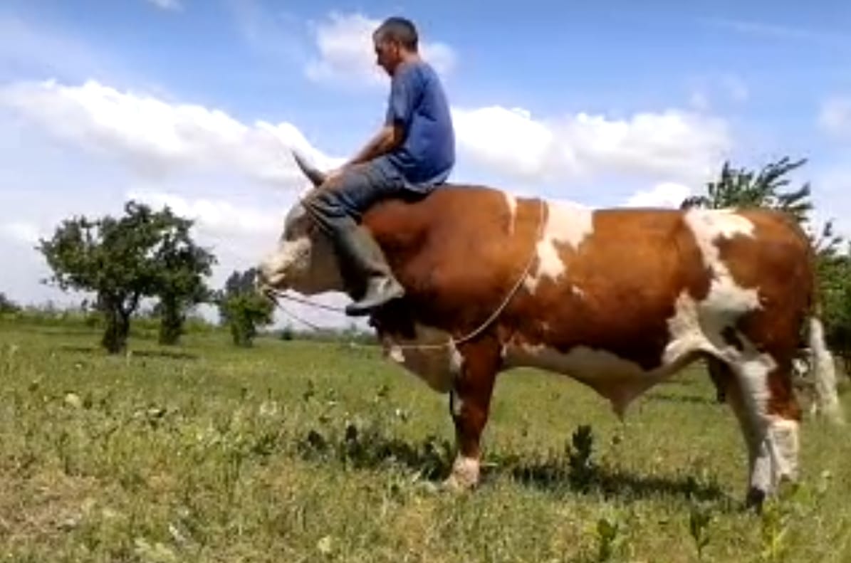 Ezért nem megy rodeóra a magyar marha
