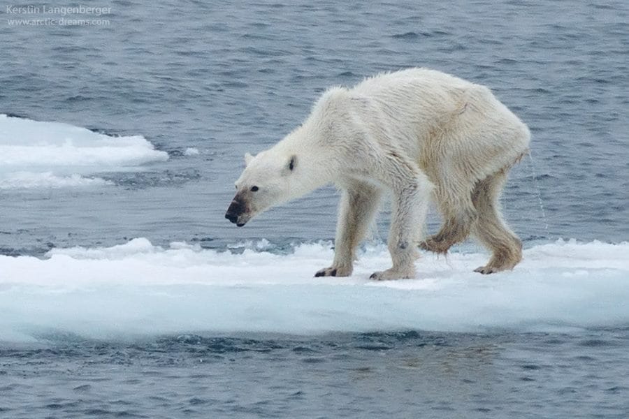 Minden repülőjárat lecsíp a jegesmedvék otthonából