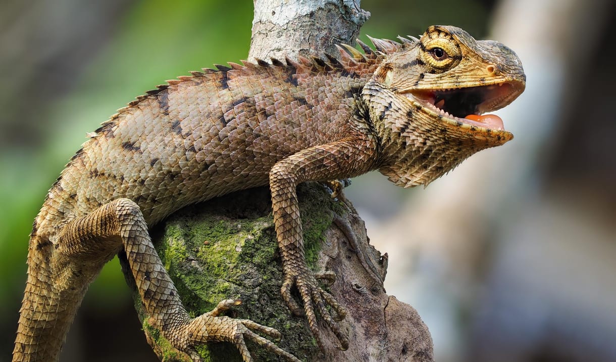 5 millió év evolúciója megy a levesbe, ha kihal az egyik állatfaj