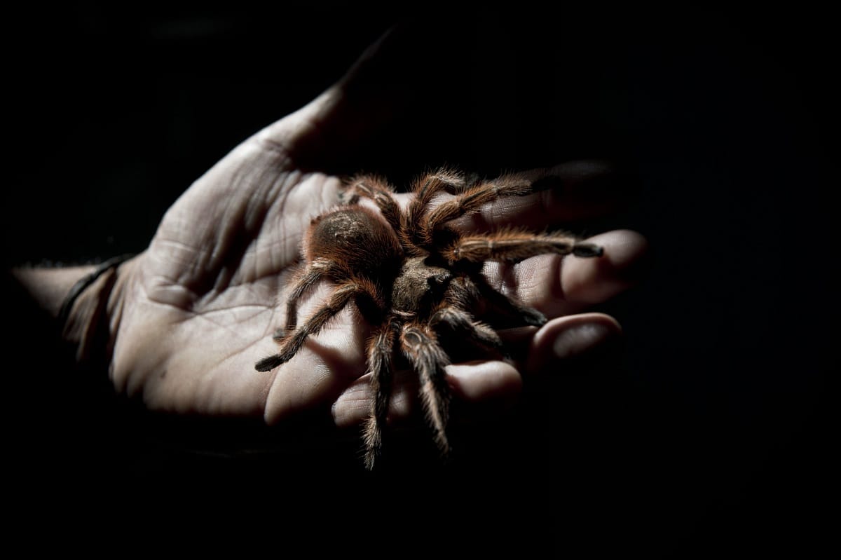 Az Aracnophobia főszereplőjéről neveztek el egy pókölő élősködőt