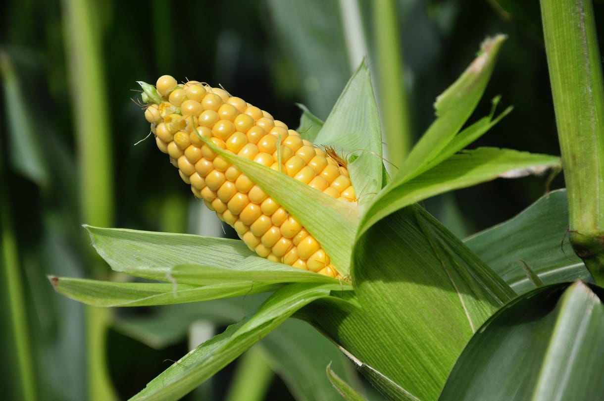 Vészesen fogy az aflatoxinmentes kukorica, az ukrán gabonastop csak rontott a helyzeten