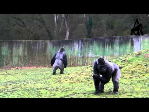 Videó: egy gorilla az internet új sztárja