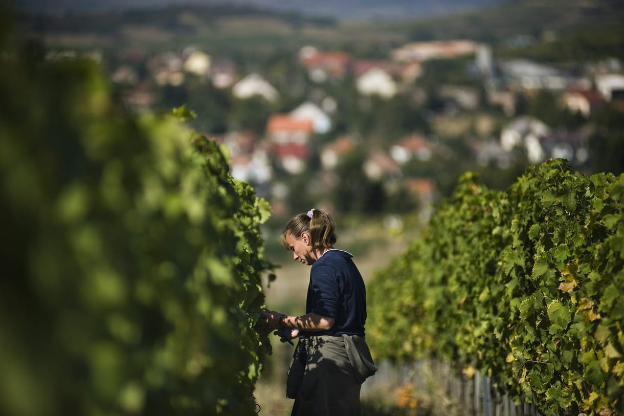 Feketemunkásokkal szedették a szőlőt Mátraalján