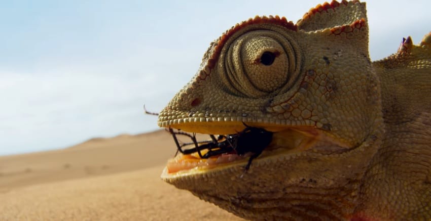 Az X-Faktort is lenyomta David Attenborough természetfilm-sorozata a fiataloknál