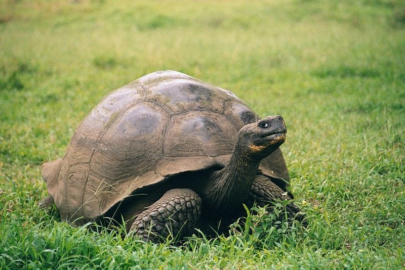 Rengeteg kínai halászhajó bukkant fel a Galápagos-szigetek közelében