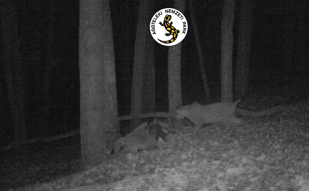 Mozgalmas éjszakáik vannak az Aggteleki Nemzeti Park hiúzainak – videó
