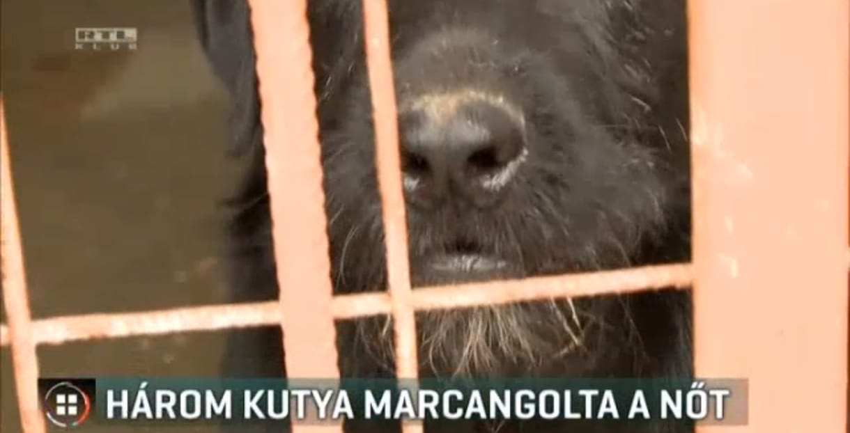 Három kutya támadt egy járókelőre Bátaszéken, kezét, lábát harapdálták az állatok