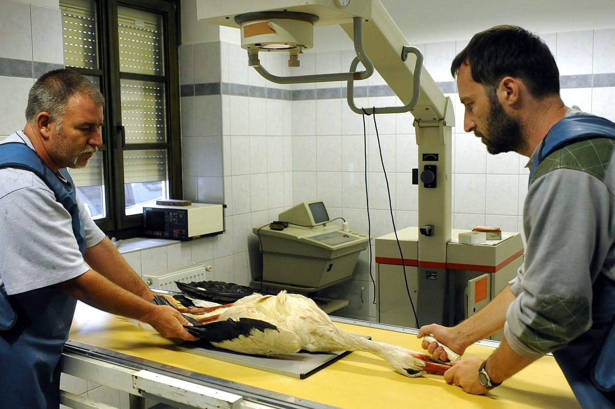 Különleges fotók: meglőtt gólyát röntgeneztek az állatkertben