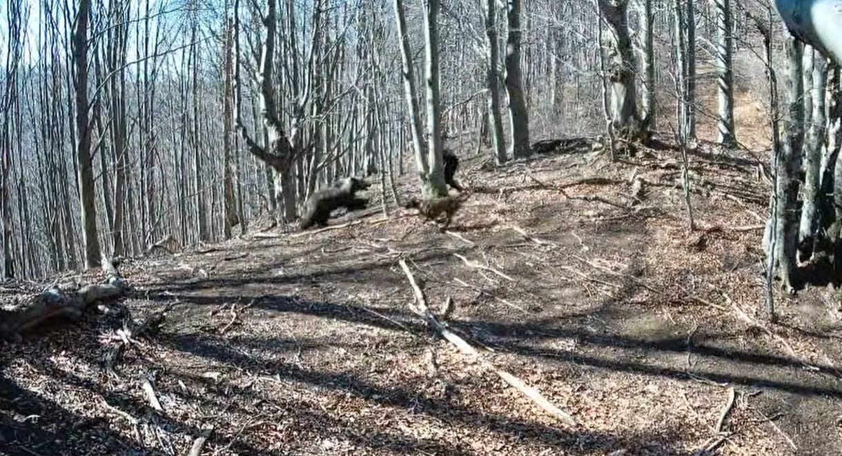 Medve támadt egy férfira Szlovákiában, erre ő fejen csapta a fejszéjével – videó