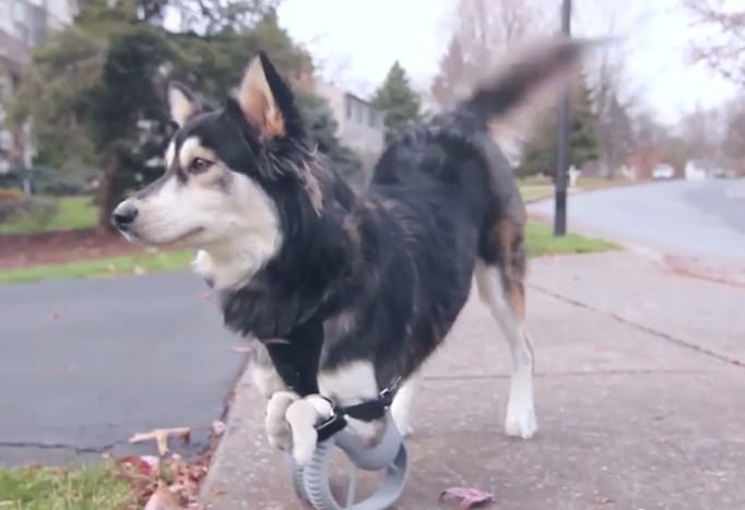 Szívszorító videó egy kutyáról és a 3D nyomtatásról