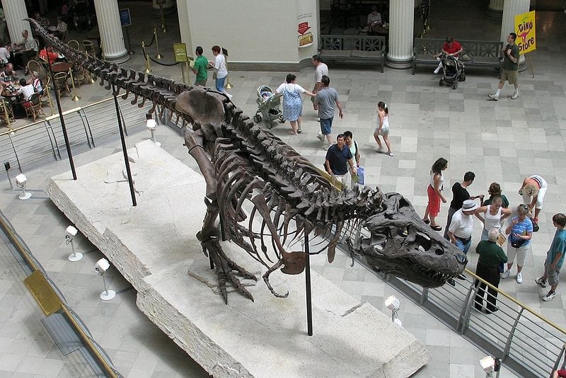 Kimosták a világ leghíresebb dinoszauruszának orrát
