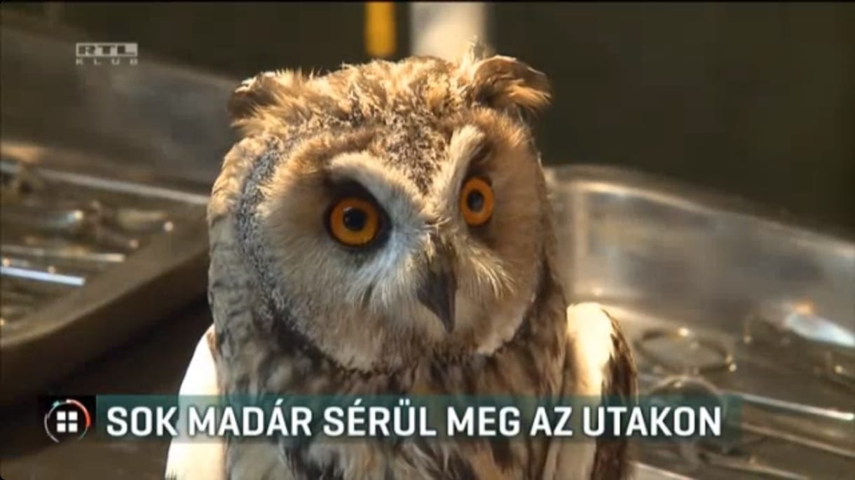 Rengeteg madarat ütnek el télen az utakon
