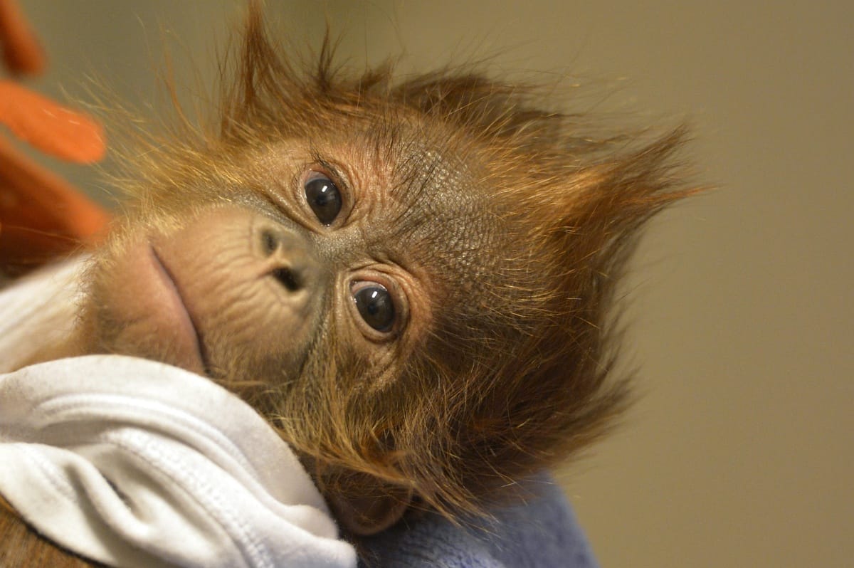 Több mint 100 000 orangutánt öltek meg Borneón