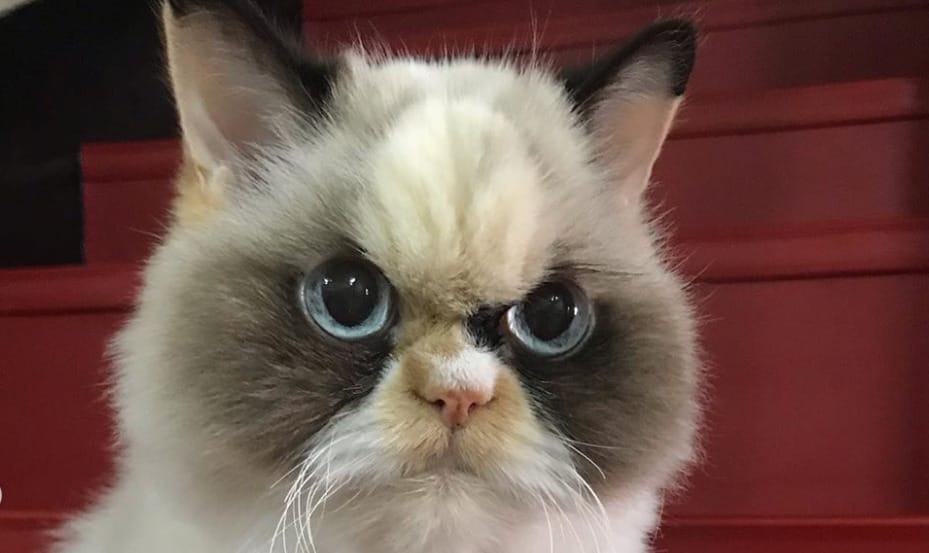 Még morcosabb macska lehet Grumpy Cat utóda