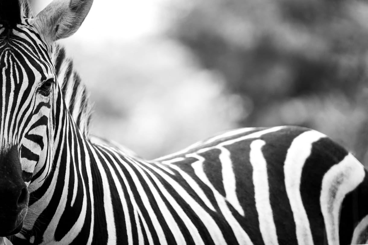 Karácsony reagált Orbán zebra-örökbefogadására