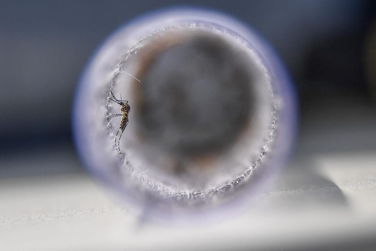 Riadót fújtak a francia közegészségügyi hatóságok, mert terjed a dengue-láz