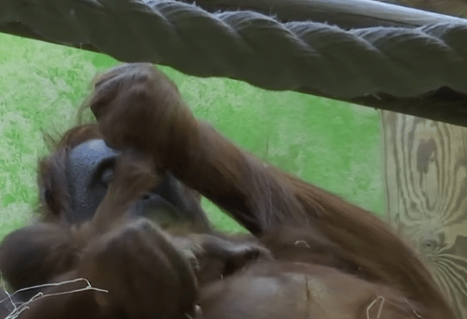 Bemutatkozott a világnak a Párizsban született borneói orangutánkölyök