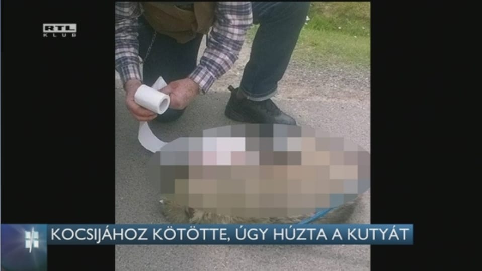 Kocsi után kötöttek, úgy húztak egy kutyát Pogányban
