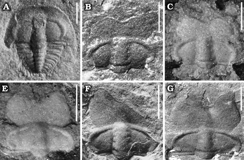 500 millió éve élt ősrákra bukkantak Kínában, igen furcsán néz ki