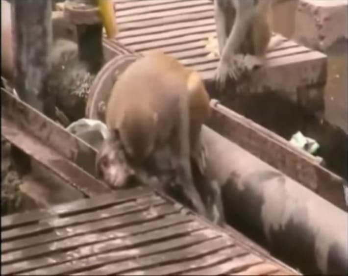 Videó: Húsz percen át küzdött társa életéért egy majom Indiában