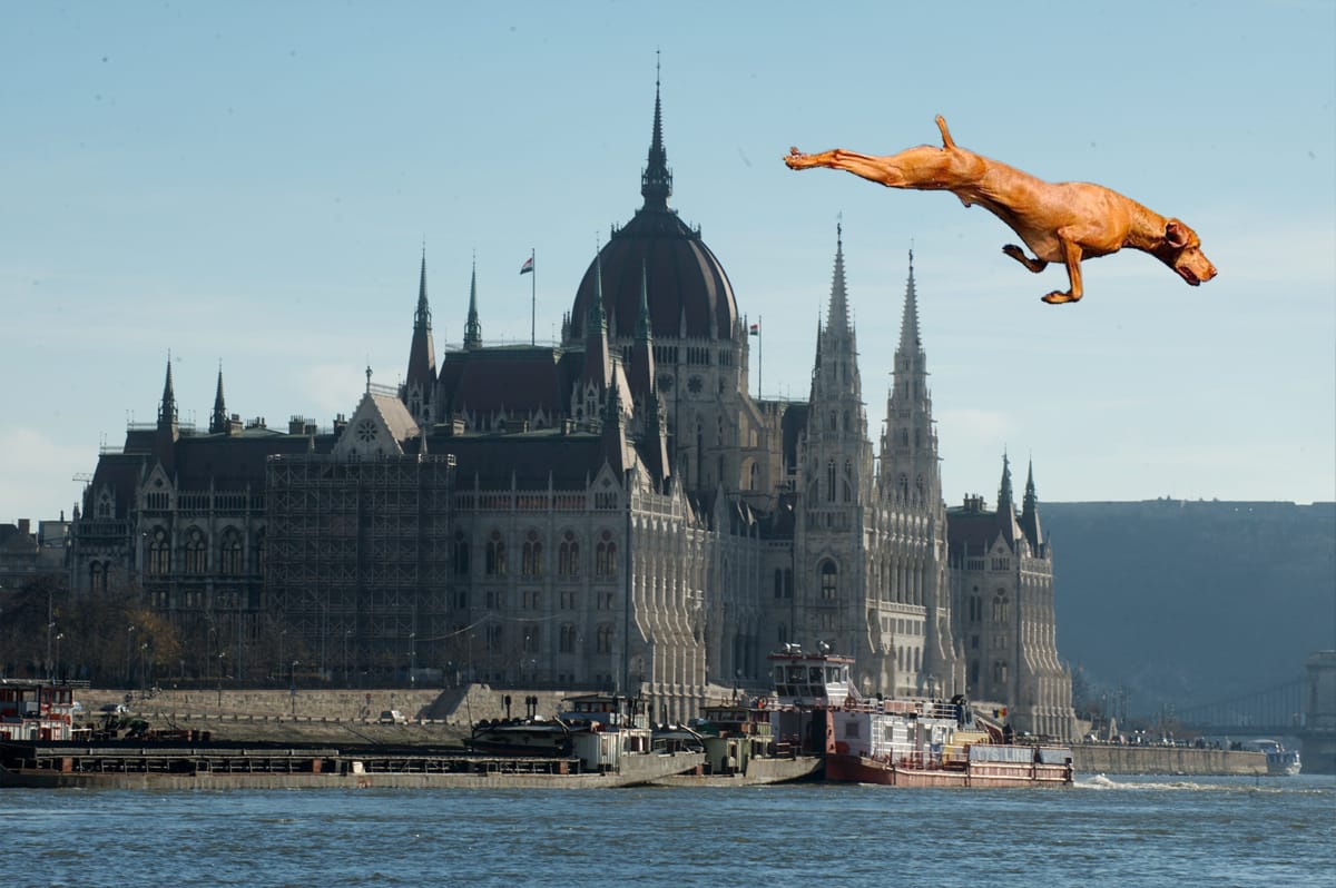 Magyar vizsla válthatná Bol-dogot
