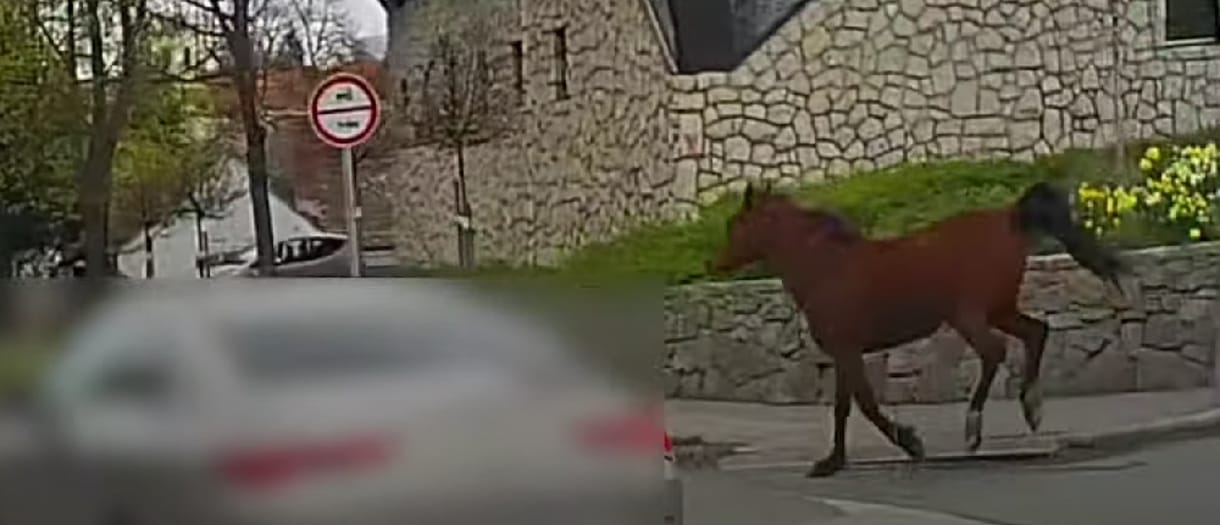 Elszabadult ló vágtatott az autók közé Szentendre belvárosában – videó