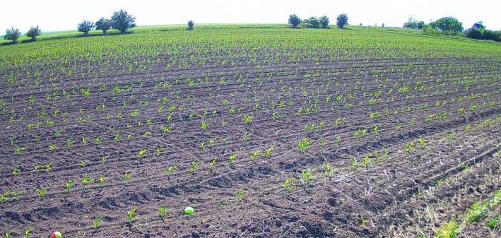 Nem vicc: valóságshow indult a kukorica főszereplésével