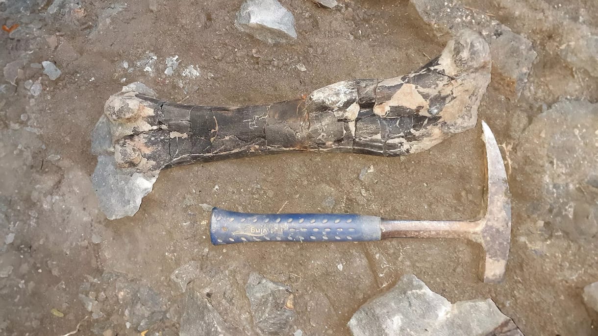 Két új erdélyi dinoszauruszfajra bukkantak kutatók