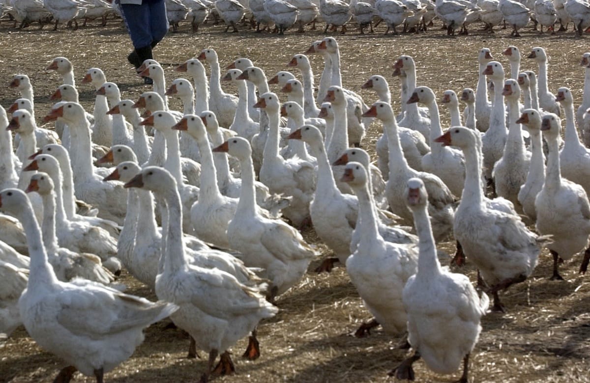 Putyin ajándéka: hortobágyi libát és pekingi kacsát tenyészthetünk az oroszokkal
