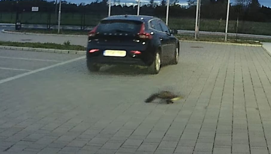 Menet közben ugrott ki a potyautas nyest egy Volvóból Szombathelynél – videó
